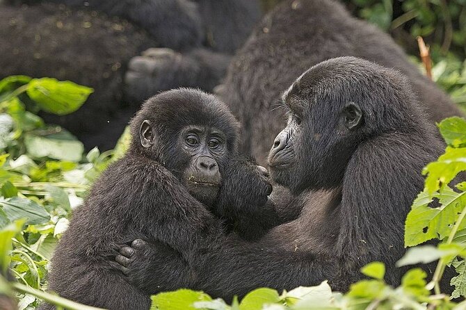 3 Days Gorilla Adventure Safari in Uganda - Day 1: Reaching Bwindi Impenetrable National Park