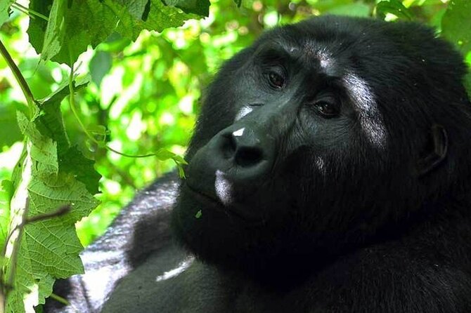 3 Days Gorilla Adventure Safari in Uganda - What the $3,550 price really covers