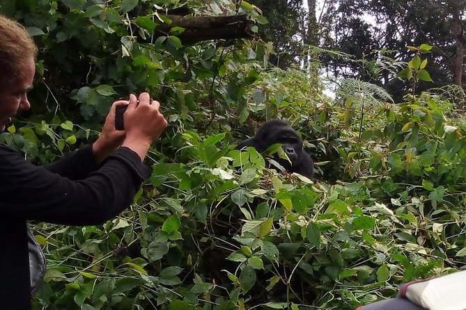 3 Days Gorilla Adventure Safari in Uganda - Day 2: The Bwindi gorilla trek