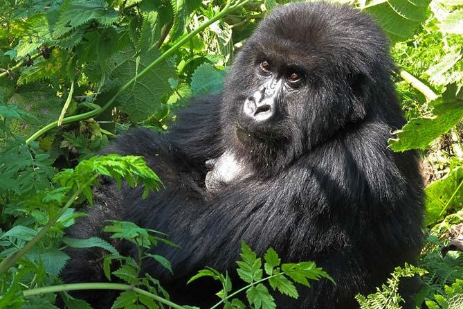 3 days Gorilla tracking Bwindi and Lake Bunyonyi Relaxation - Why this pairing works so well