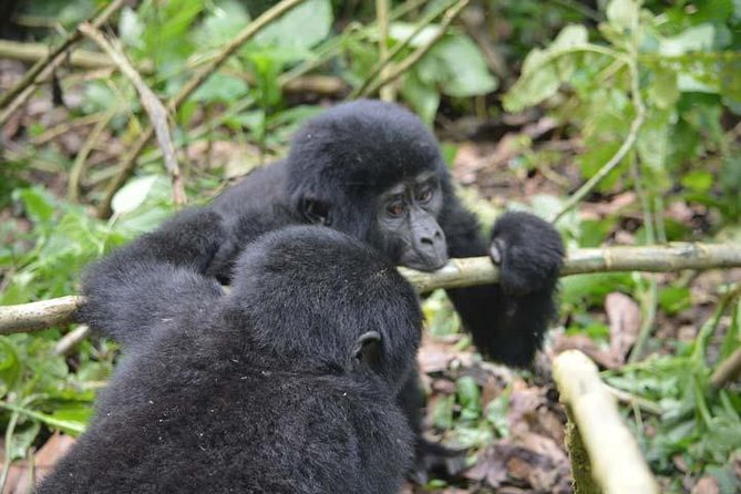 3 days Gorilla tracking Bwindi and Lake Bunyonyi Relaxation - Day two: the Bwindi gorilla trek