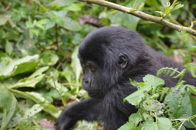 3 days Gorilla tracking Bwindi and Lake Bunyonyi Relaxation - How much value do you get for $1,796?