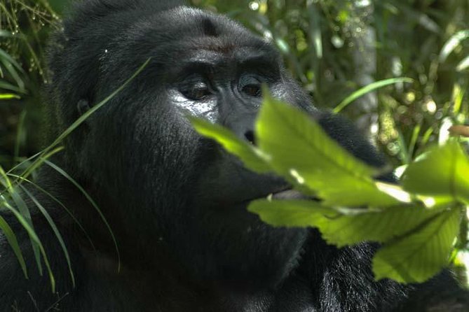 3 days Gorilla tracking Bwindi and Lake Bunyonyi Relaxation - Day one: from Entebbe to Bwindi by way of the Equator