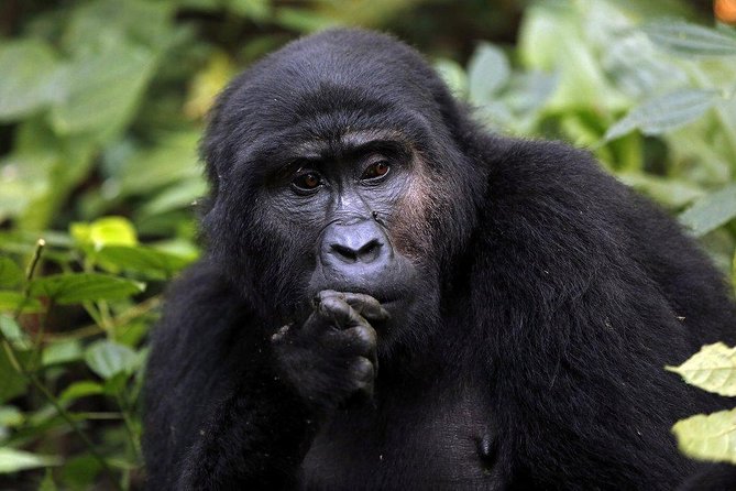 3 Days Gorilla Trekking Expedition Uganda - Day 1: The long road from Entebbe or Kampala