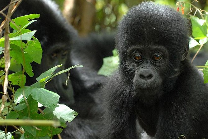 3 Days Gorilla Trekking Expedition Uganda - Day 2: Bwindi’s early briefing and forest trek
