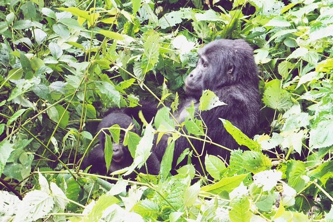 3 Days Gorilla Trekking Safari - Day 1: Kigali, the Twin Lakes, and the Cyanika border
