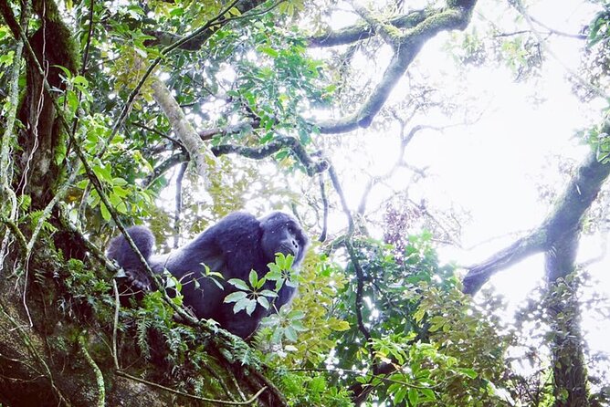 3 Days Gorilla Trekking Safari - Day 3: A boat ride before returning to Kigali