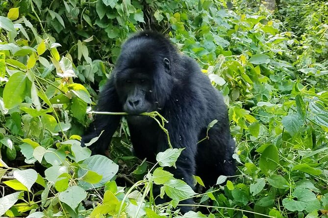 3 Days Gorilla Trekking Safari - Physical demands and what to prepare