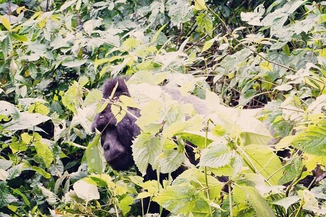 3 Days Gorilla Trekking Safari - Who should book this safari?
