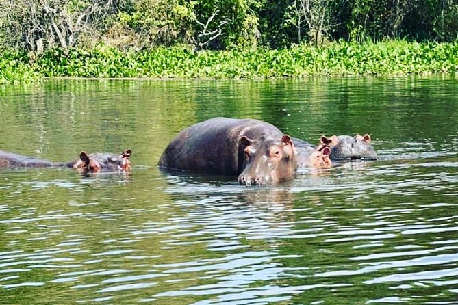 3 Days gorilla trekking Safari tour in Uganda - What the trek demands from you