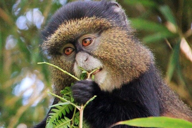 3 Days gorilla trekking Safari tour in Uganda - Day 3: The long return to Entebbe or Kampala