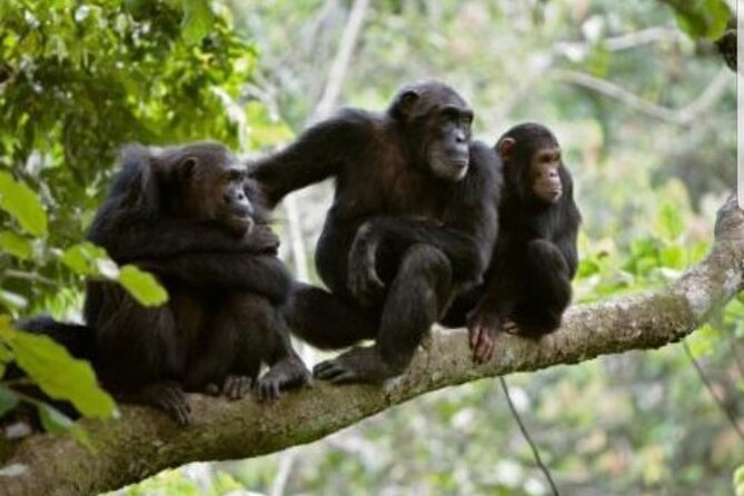 3 Days gorilla trekking Safari tour in Uganda - Transport, meals, and accommodation