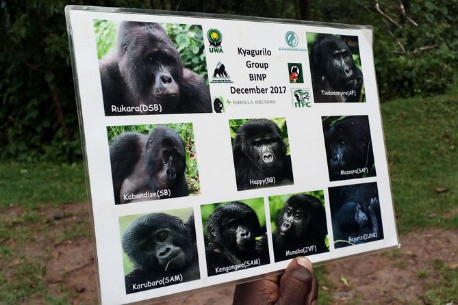 3 Days Gorilla trekking Safari Uganda, Bwindi Impenetrable Forest - Gorilla Valley Lodge and the value of sleeping near Bwindi