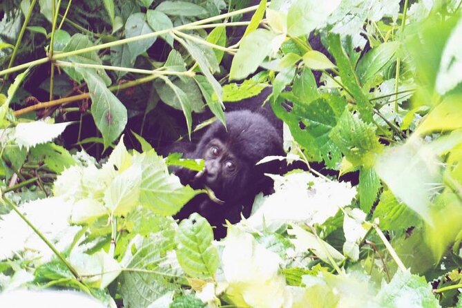 3 Days Gorilla Trekking Safari - Day 2: The gorilla trek and Lake Bunyonyi