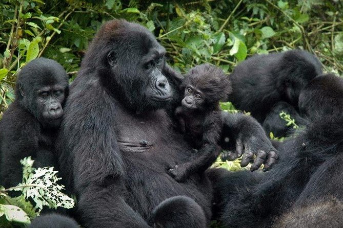 3 Days Gorilla trekking tour - Five Things to Know Before You Book