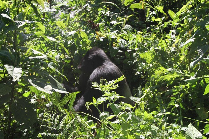 3 Days Gorilla trekking tour - Day Two: The Gorilla Trekking Morning