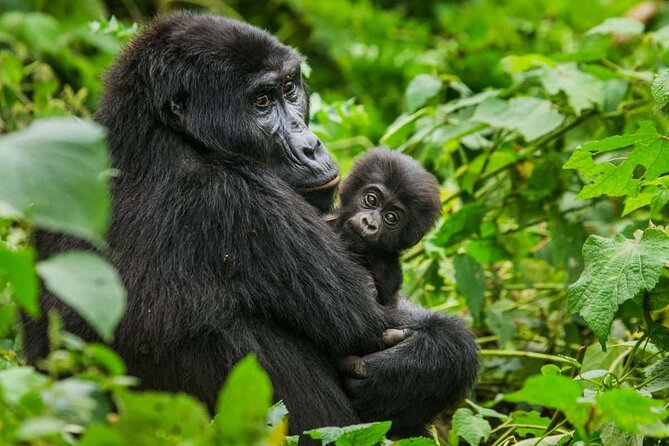 3 Days Gorilla trekking tour - The Guide and Private Tour Format