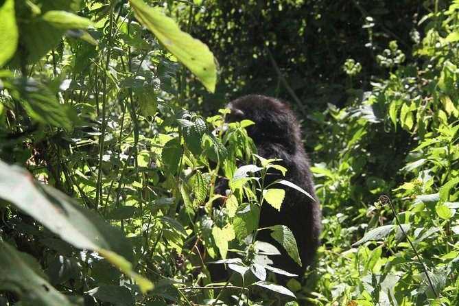 3 Days Gorilla trekking tour - What Is Included, and What Needs Clarifying