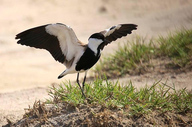 3 Days Group Safari To Queen Elizabeth Park In Uganda. - What this three-day safari is really like