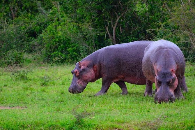 3 Days Group Safari To Queen Elizabeth Park In Uganda. - Day 3: Returning to Kampala without wasting the journey