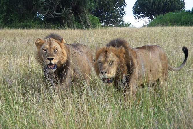 3 Days Group Safari To Queen Elizabeth Park In Uganda. - Wildlife: what you may see and what you should not expect