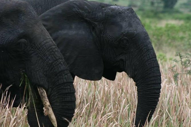 3 Days Group Safari To Queen Elizabeth Park In Uganda. - Is $1,950 per group a fair price?