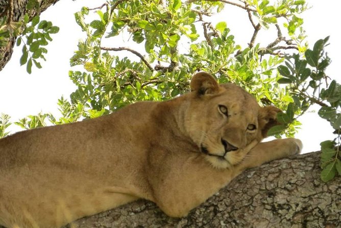 3 Days Group Safari To Queen Elizabeth Park In Uganda. - Day 1: Kampala, the equator, and the first game drive