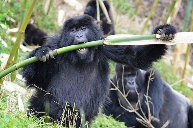 3 Days Lake Bunyonyi and Gorilla Trekking Tour in Uganda - Why this short Uganda trip works