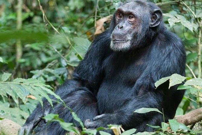 3 Days Lake Bunyonyi and Gorilla Trekking Tour in Uganda - Booking details and cancellation timing