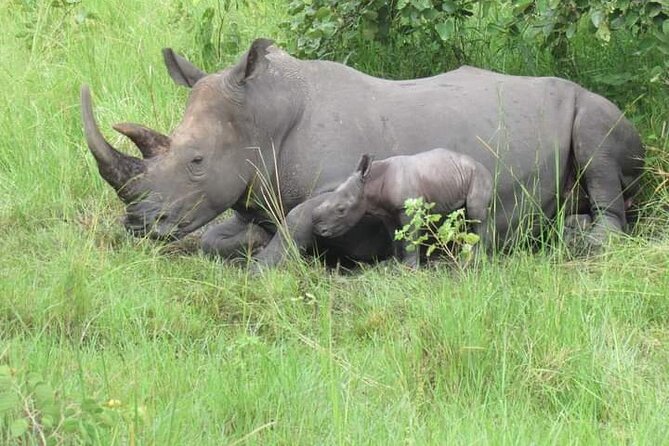 3 Days magical Murchison falls safari - Day two: grasslands, big cats, and the Nile