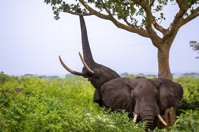 3 Days Murchison Falls Adventure Wildlife Safari Uganda Tour - Day 3: Returning through Kampala to Entebbe