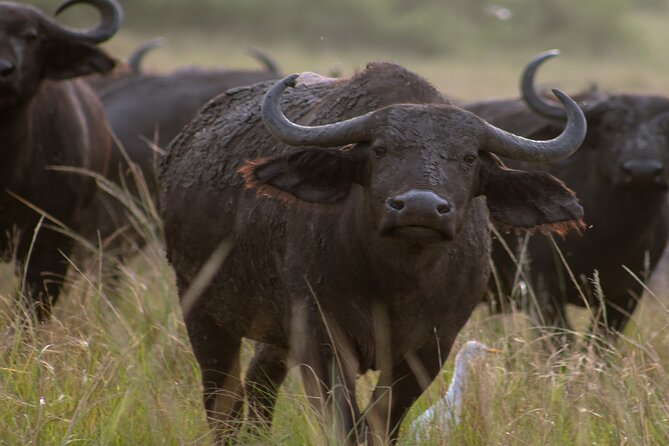3 Days Murchison Falls Adventure Wildlife Safari Uganda Tour - Wildlife: what you might see and what you cannot count on