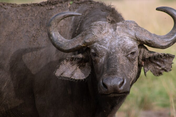 3 Days Murchison Falls Adventure Wildlife Safari Uganda Tour - Comfort, meals, and the private format