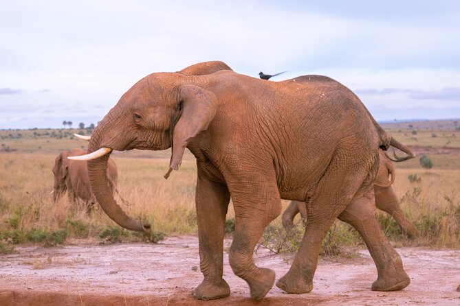 3 Days Murchison Falls Adventure Wildlife Safari Uganda Tour - Who should book this safari