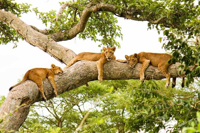 3-Days Murchison Falls and Ziwa Rhino Sanctuary - The Nile boat safari to the base of the falls