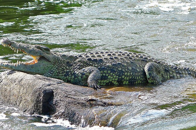 3-Days Murchison Falls and Ziwa Rhino Sanctuary - Ziwa Rhino Sanctuary: a close encounter on foot