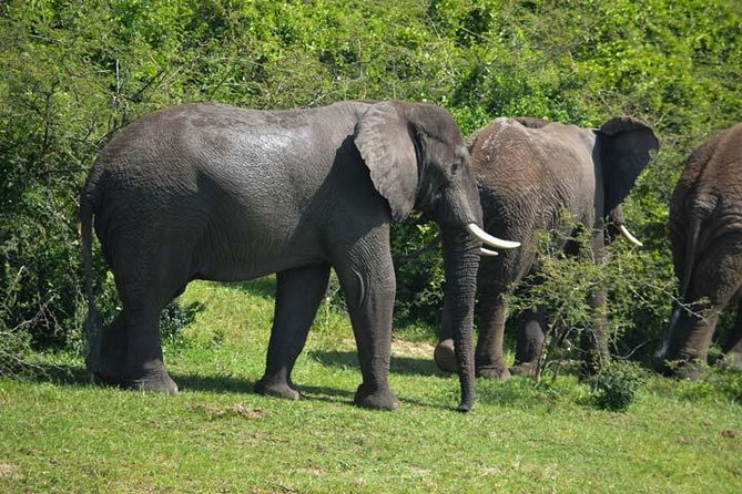 3 days Murchison Falls, Boat cruise and wildlife game viewing - The Victoria Nile boat cruise