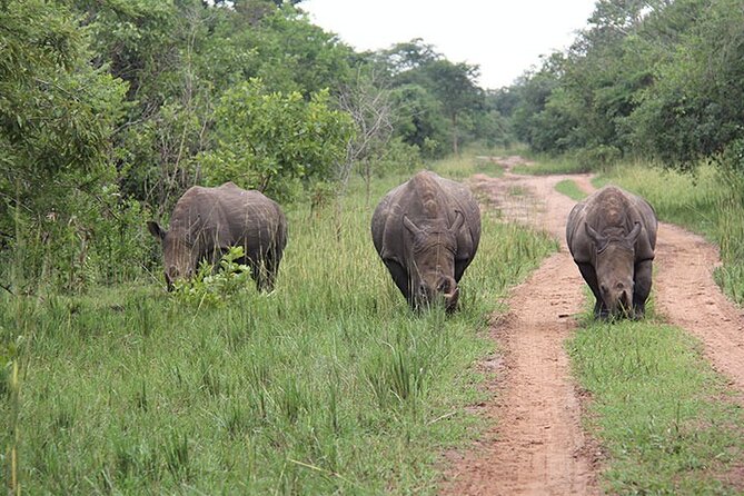 3 days Murchison Falls, Boat cruise and wildlife game viewing - Day three, the northern gate and Karuma Falls