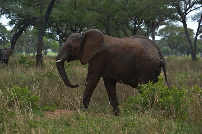 3 days Murchison Falls, Boat cruise and wildlife game viewing - What the private guide adds