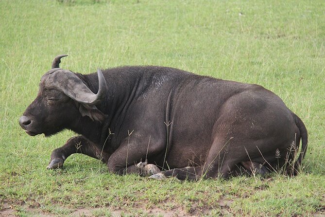3 days Murchison Falls, Boat cruise and wildlife game viewing - Accommodation, meals, and what the $1,159 price covers