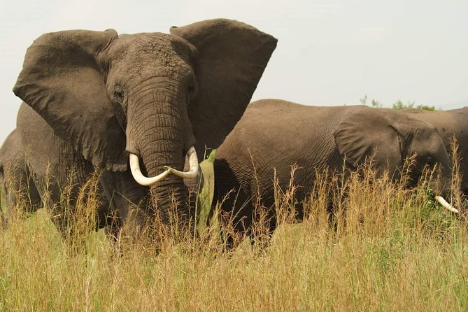 3 Days Murchison Falls - Budget - The Nile boat trip and the falls hike