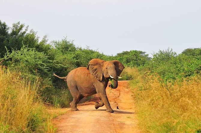 3 Days Murchison Falls - Budget - Who should book this safari