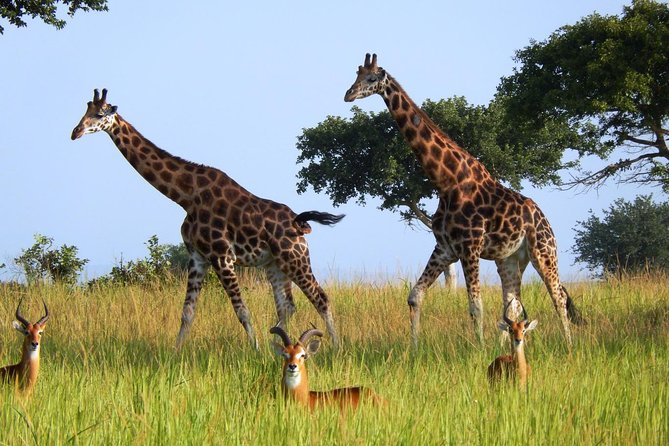 3 Days Murchison Falls - Budget - Day two: a 6:00 a.m. game drive