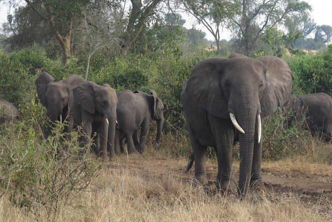 3 Days Murchison Falls Holiday Safari - Day one: rhinos at Ziwa before Murchison Falls