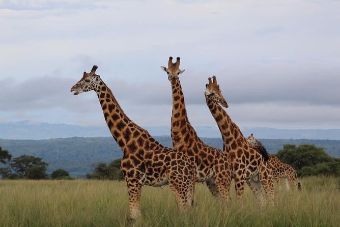 3 Days Murchison Falls Holiday Safari - The Nile cruise to the base of Murchison Falls