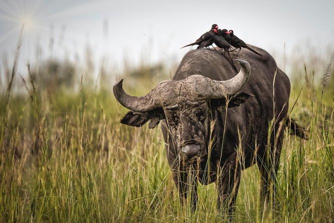 3 Days Murchison Falls Holiday Safari - Day two: a morning game drive across Murchison Falls