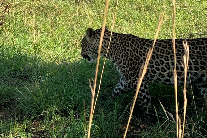 3 Days Murchison Falls National Park Safari & Rhino tracking - Day One: Kampala, Rhino Tracking, and the Road North