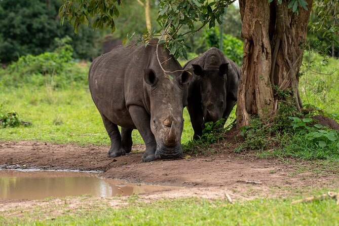 3 Days Murchison Falls National Park Safari & Rhino tracking - Day Two: Savannah Wildlife and the Nile