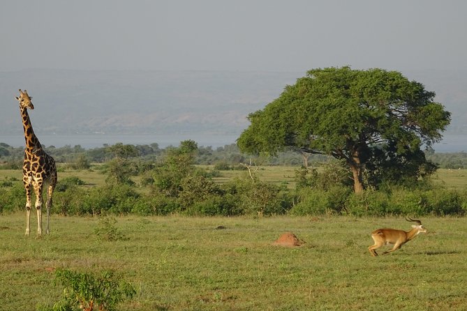 3 Days Murchison falls park Uganda - Key points before you book