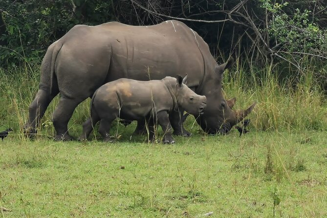 3 Days Murchison falls park Uganda - The Nile boat cruise and Murchison Falls